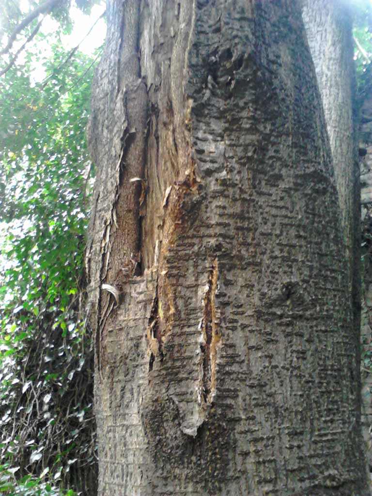 Ficus benjamina girona