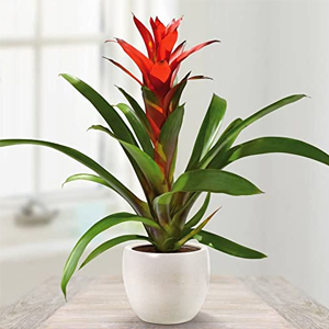 Bromelia toxica para gatos