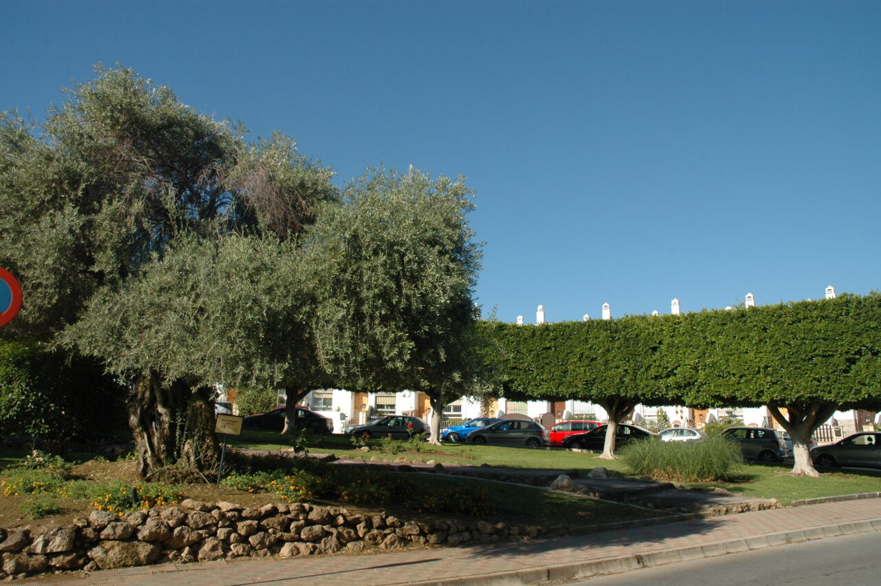 Arbol ficus benjamina almeria