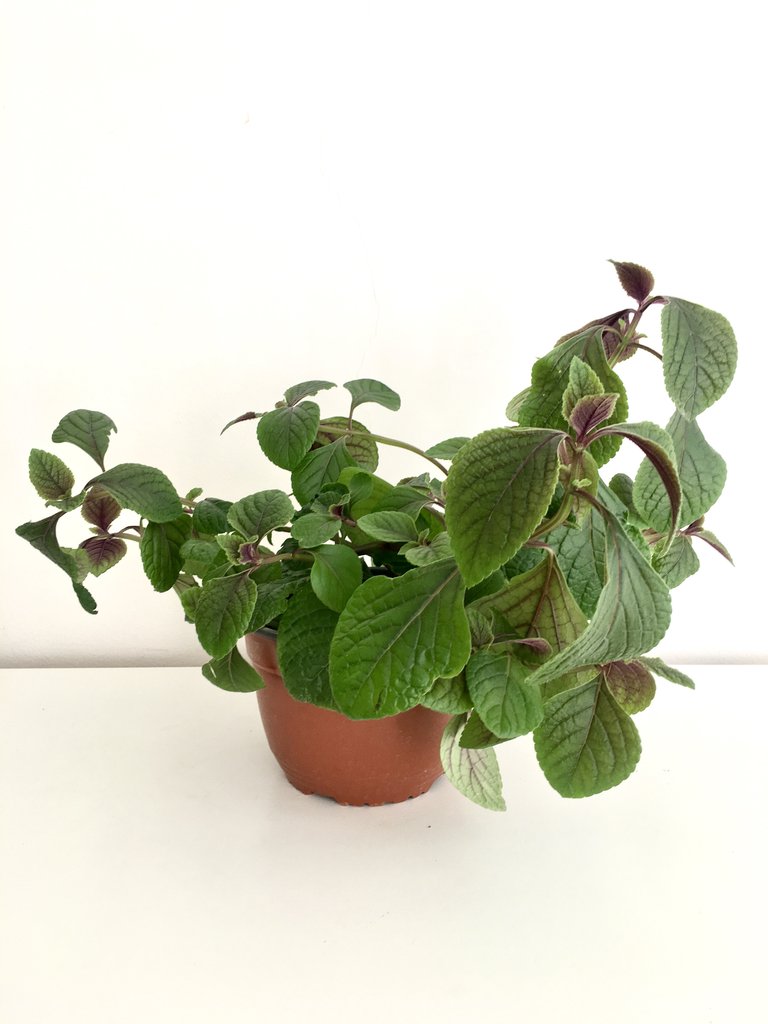 Planta del dinero