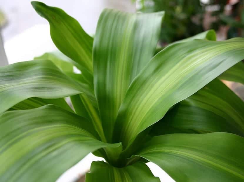 Dracena brasil morada