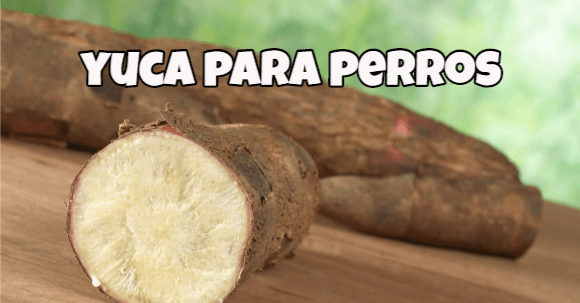 Como cocinar la yuca para que no sea toxica