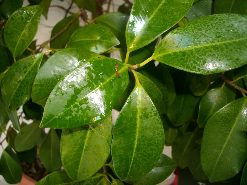 Ficus benjamina grasa enlas hojas