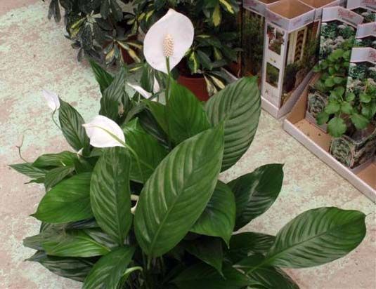Spathiphyllum espatifilo cuna de moisés