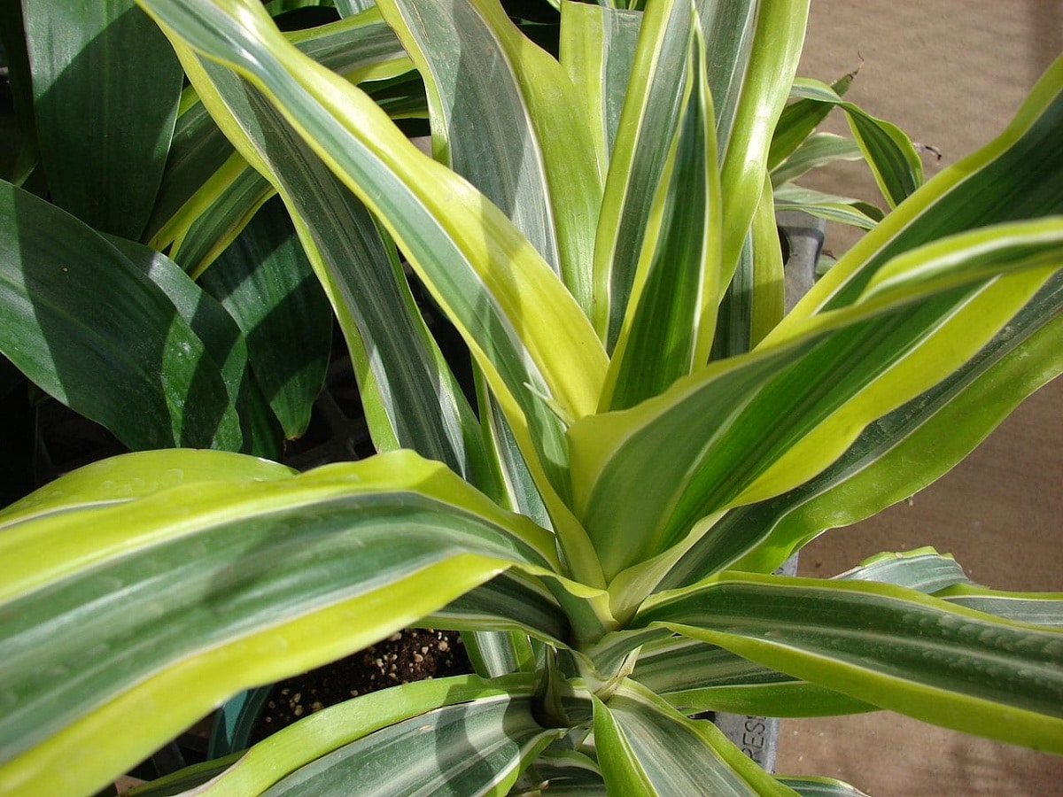 Cuidados de la dracena florial