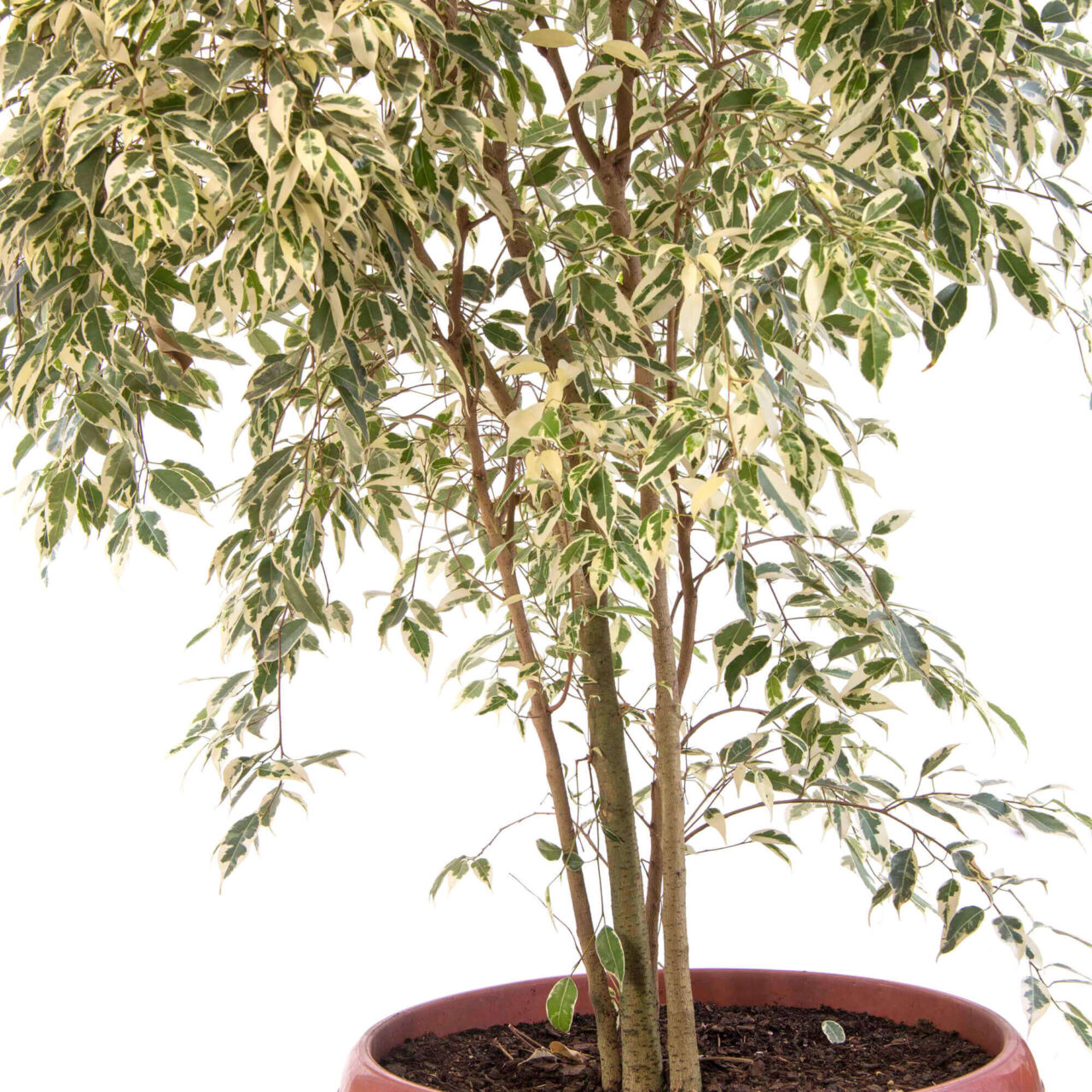 Ficus benjamina samantha