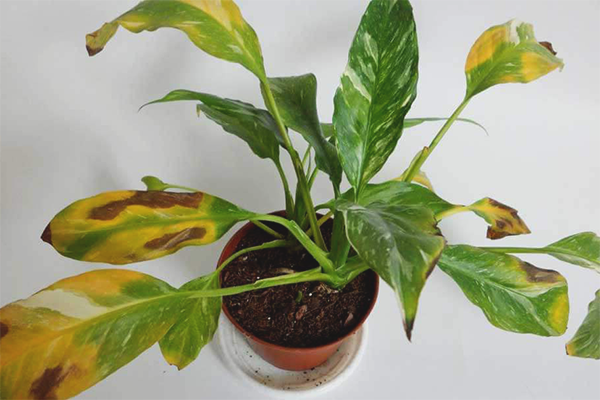 Espatifilo hoja amarilla