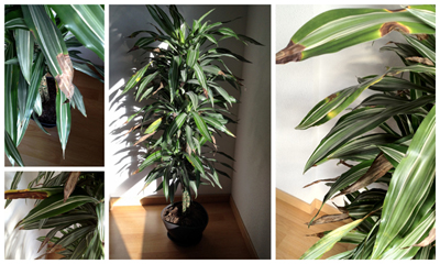 Cuidados dracena demerensis puntas secas
