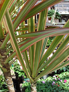 Planta palmera de cintas dracena marginata