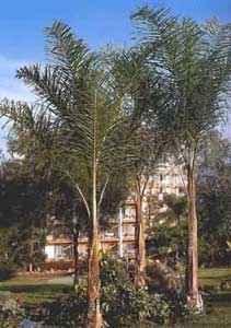 Hotos dos.palmeras cocotero en jardin