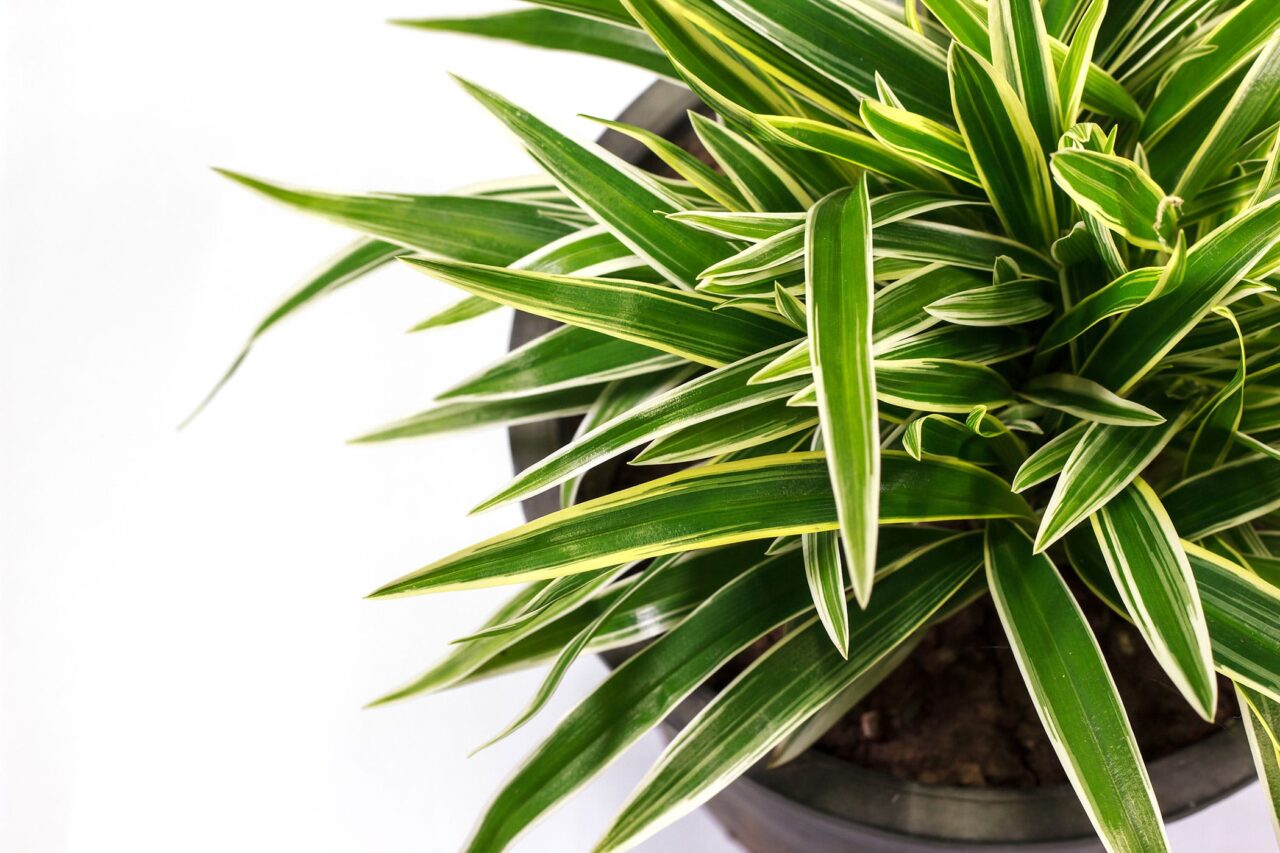 Dracena variada como cuidar