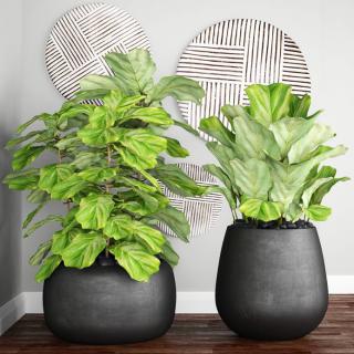 Cuanto tiempo dejo unos esquejes de ficus benjamina plantados