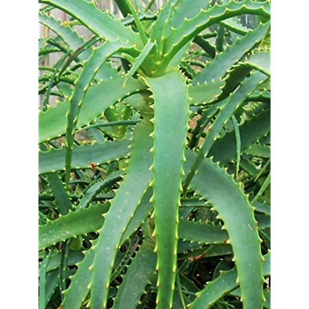 Esqueje de aloe vera