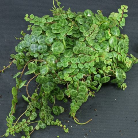 Peperomia ferreyrae judia feliz