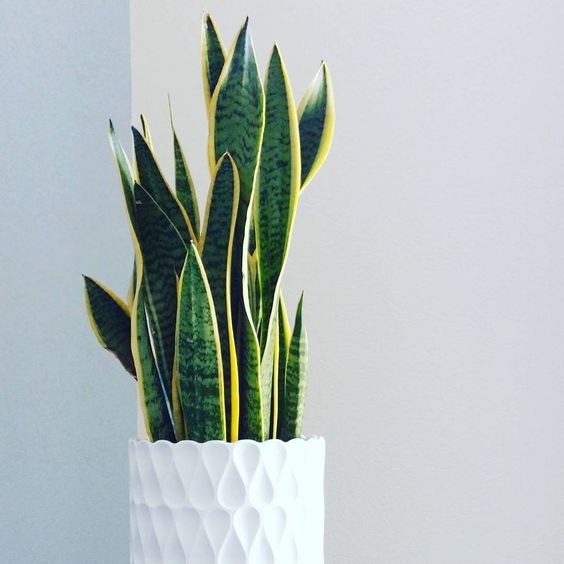 Dracena hojas arrugadas