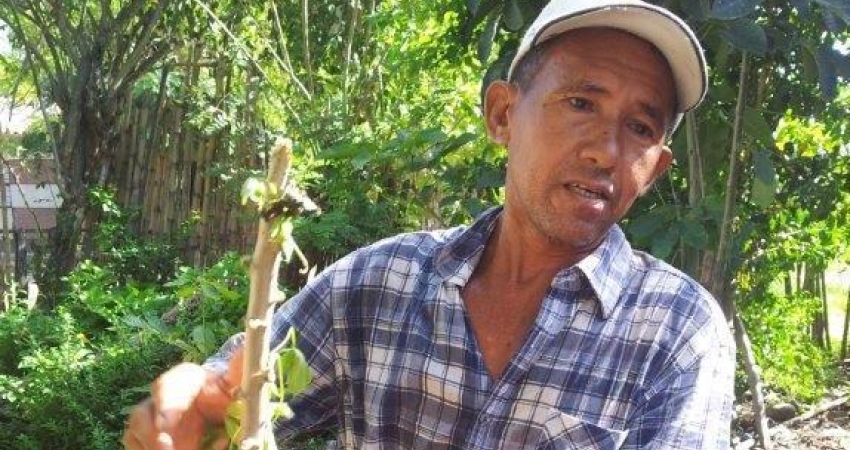 A que sabe la yuca