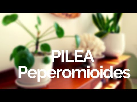 Planta peperomia polybotrya las hojas se enroscan