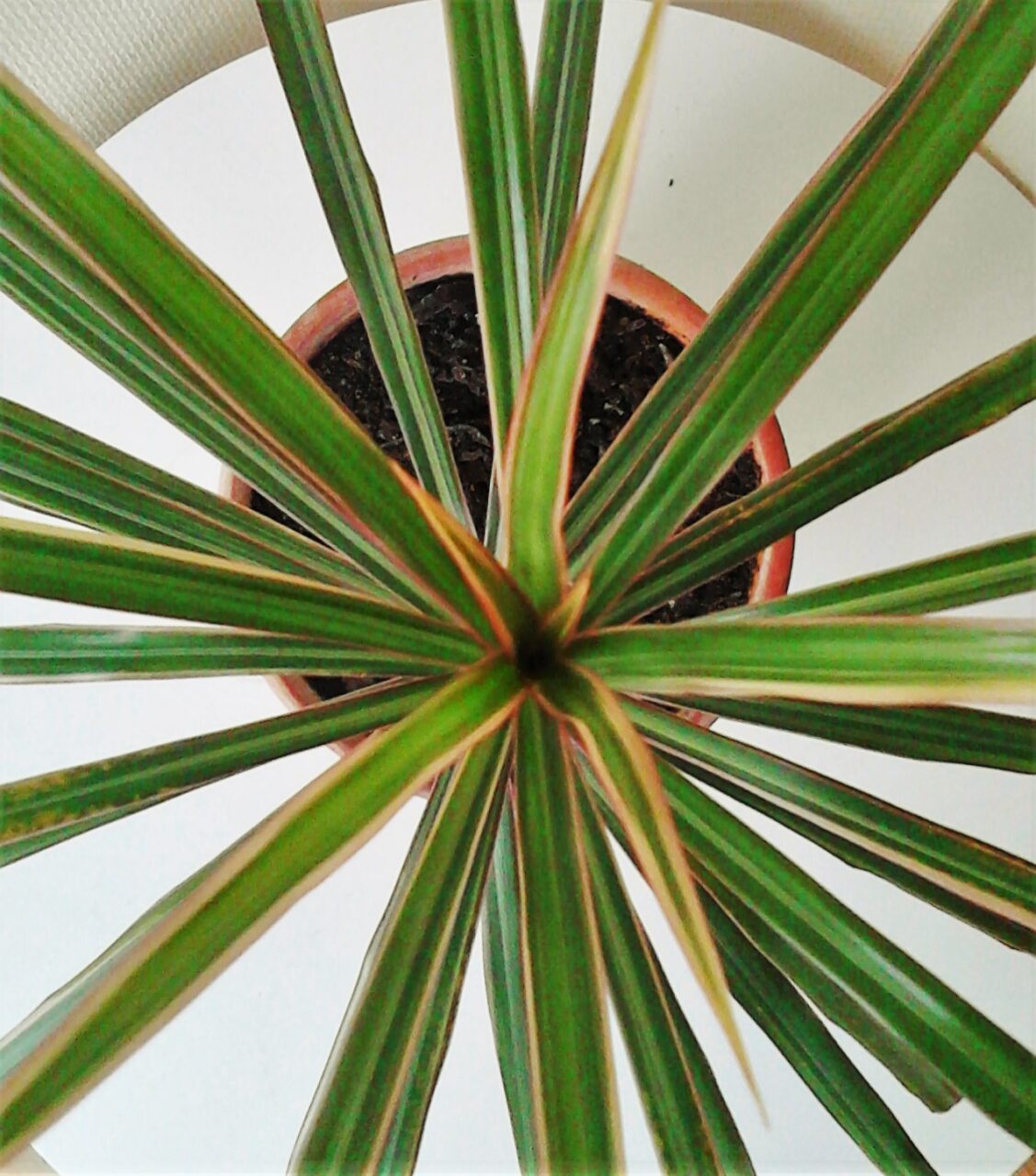 Mantener la dracena marginata