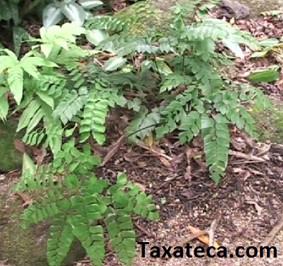 Diferencias asplenium onopteris y adiantum nigrumç