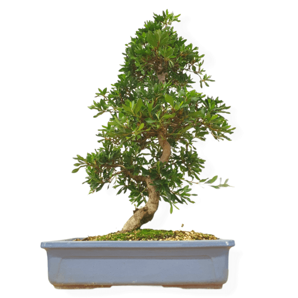 Sanbon-yose ficus benjamina