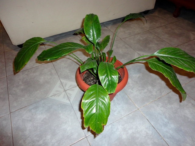 Espatifilo planta puntas secas