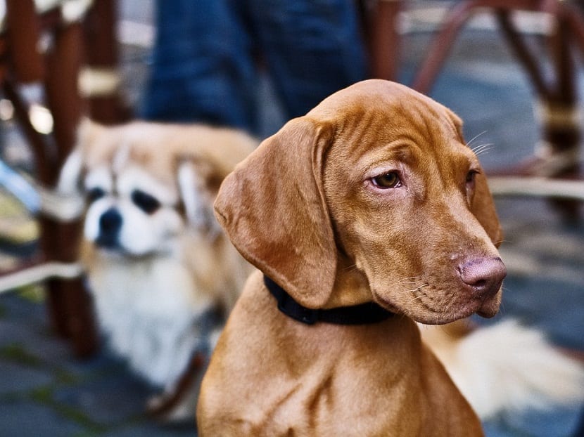 Crema aloe vera para perros