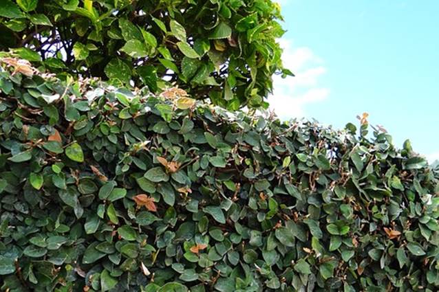 Ficus pumila resiste heladas