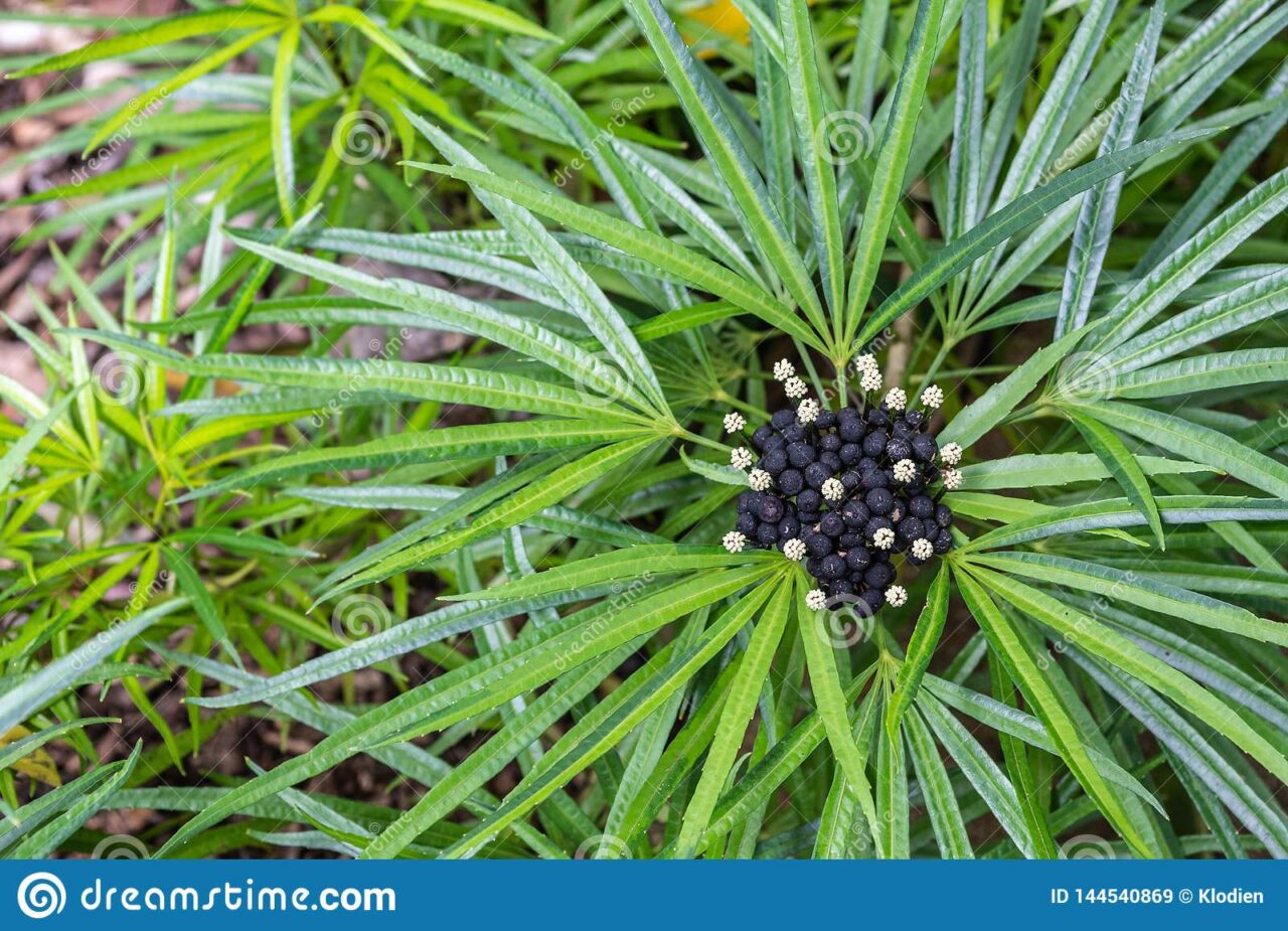 Dracena deremensis floracion
