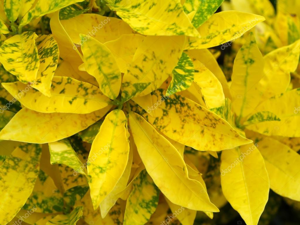 Croton hojas amarillas