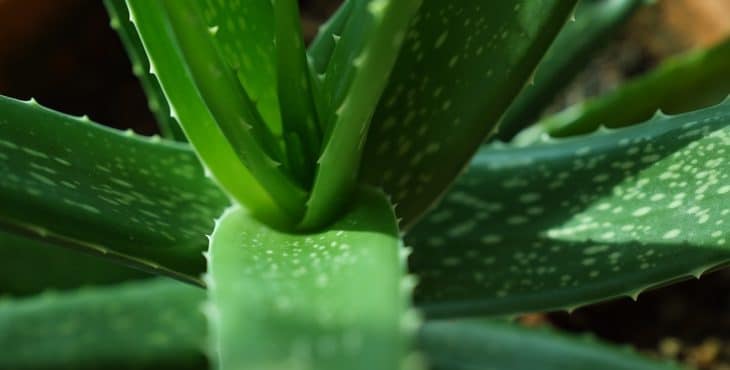 Receta de aloe vera para la cara