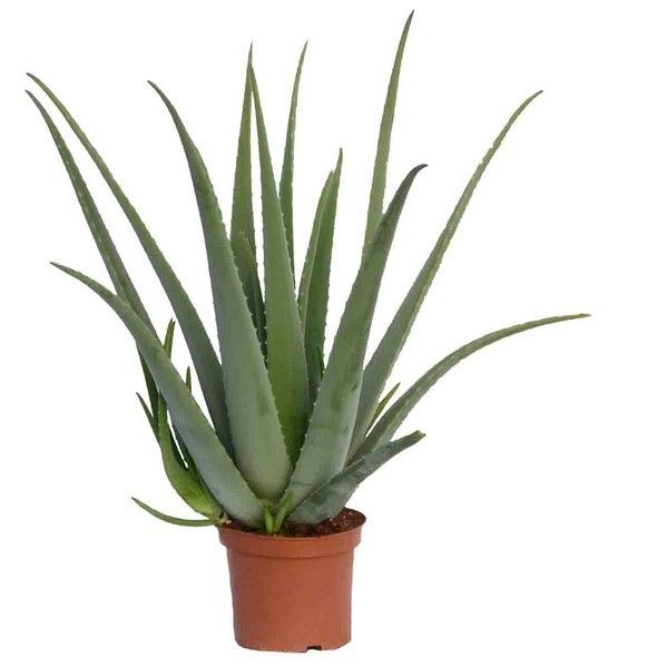 Como se cuida la planta aloe vera