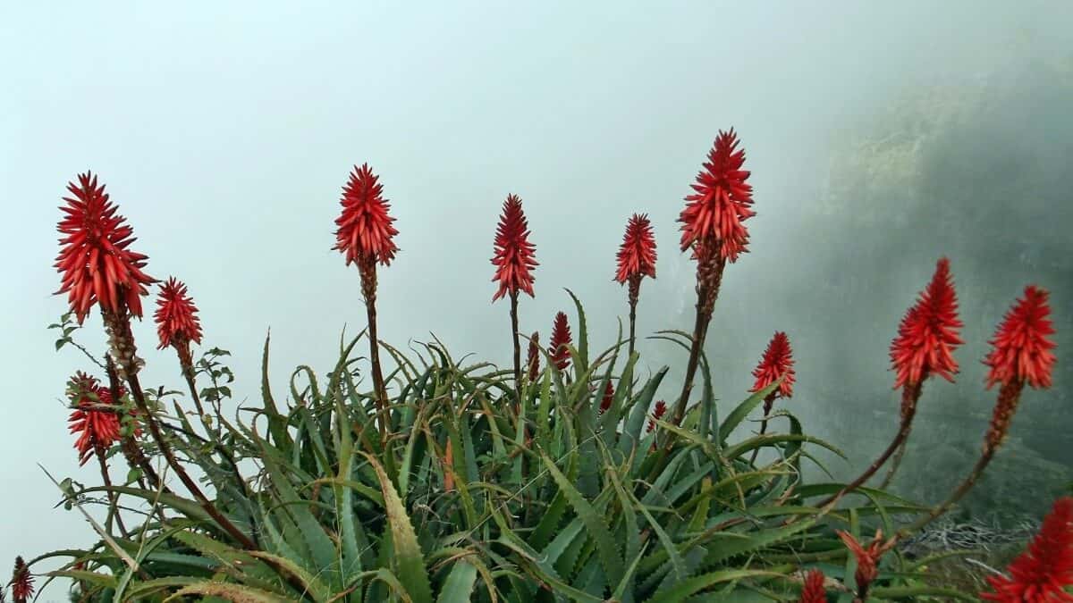 Como cultivar aloe vera en chile