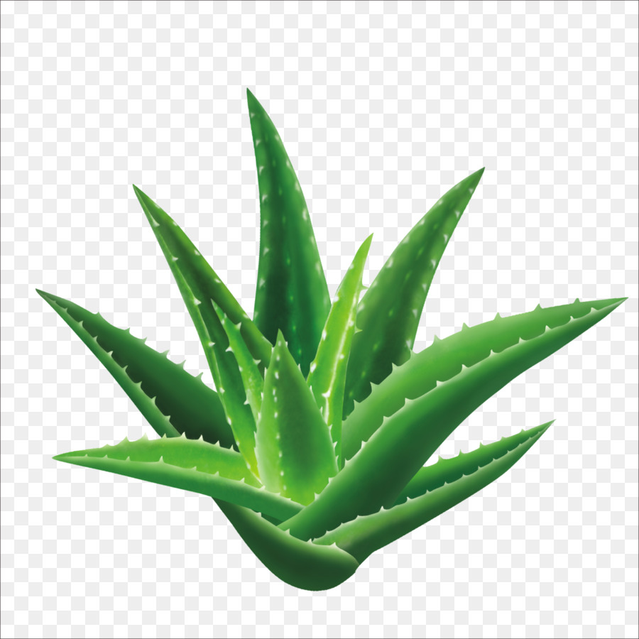 Hoja de aloe vera
