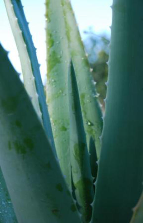 Venta aloe vera planta