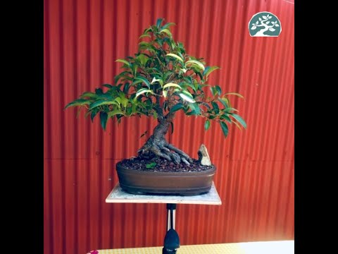 Ficha de ficus benjamina