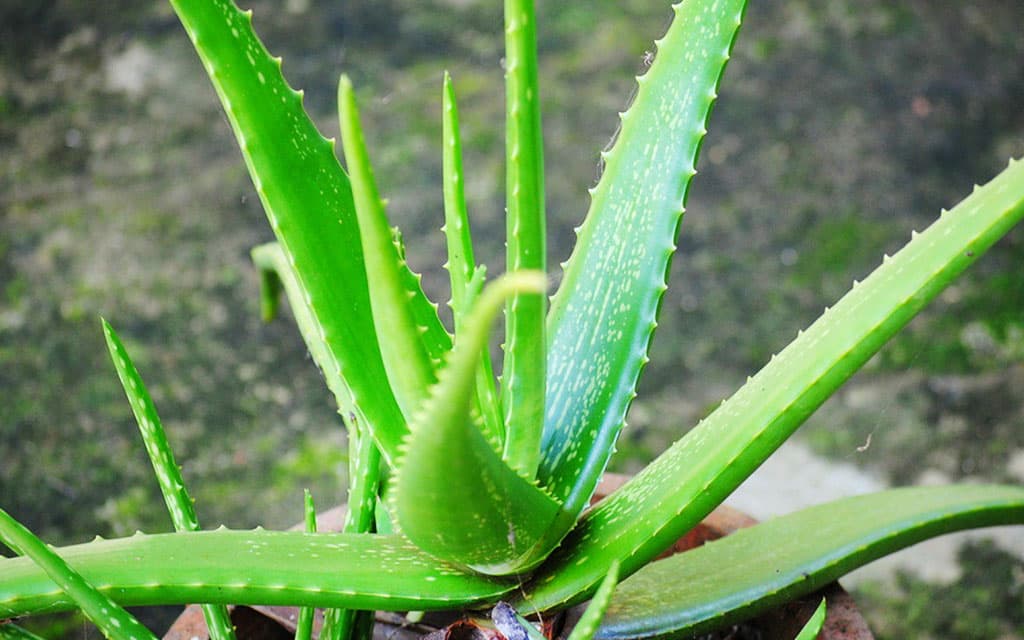 Para que es buena la planta aloe vera