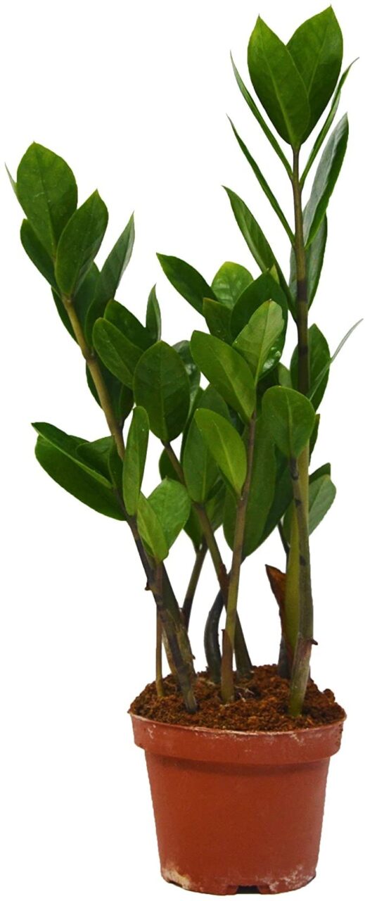 Como cuidar la planta zamioculca