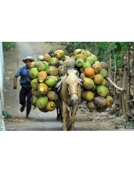 Como diferenciar un cocotero enano de un gigante