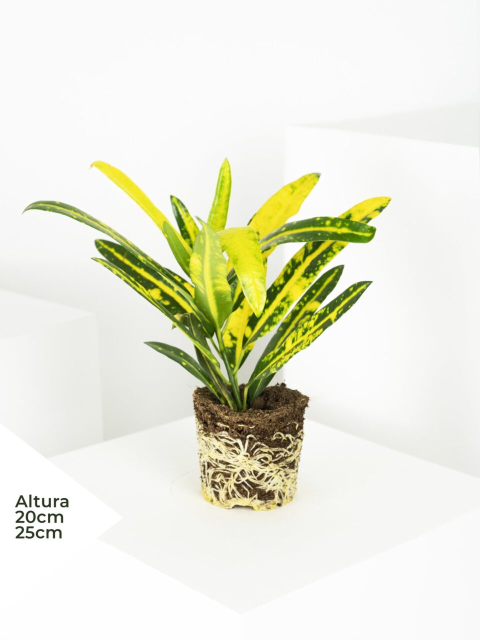 Con que planta puedo combinar un croton