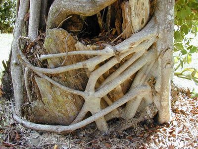 Ficus benjamina con raices aereas
