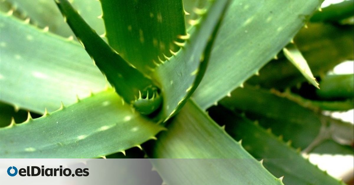 Comer aloe vera cruda beneficios