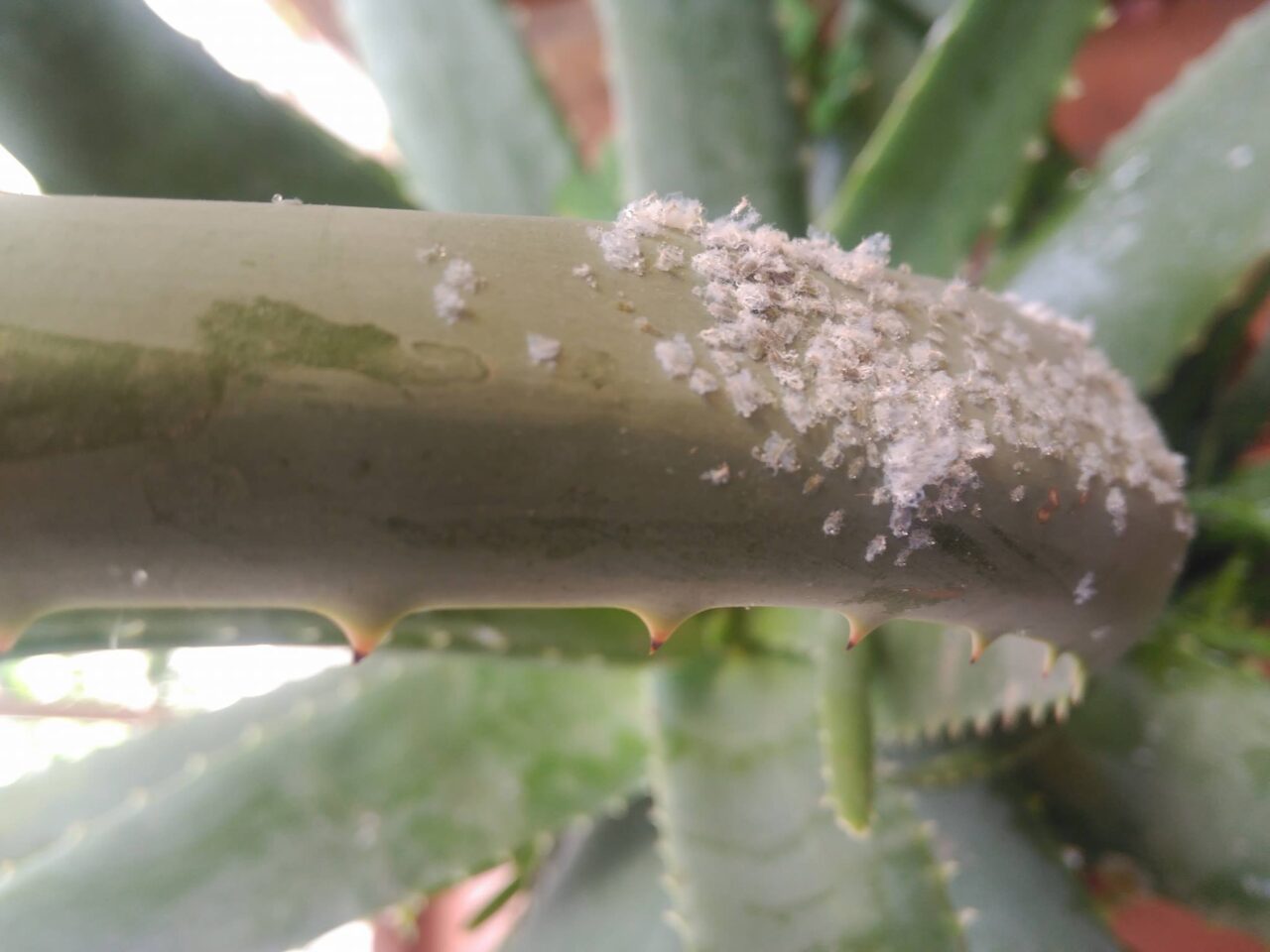 Aloe vera con puntitos blancos