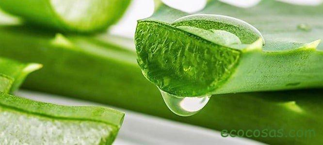 Aloe vera propiedades y contraindicaciones