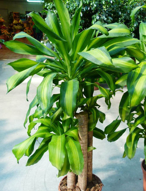 Dracena massangeana planta