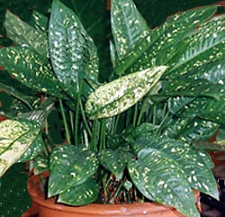 La dracena se puede cultivar en agua