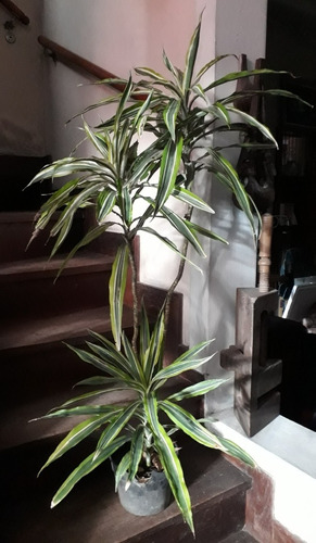 Dracena deremensis interior