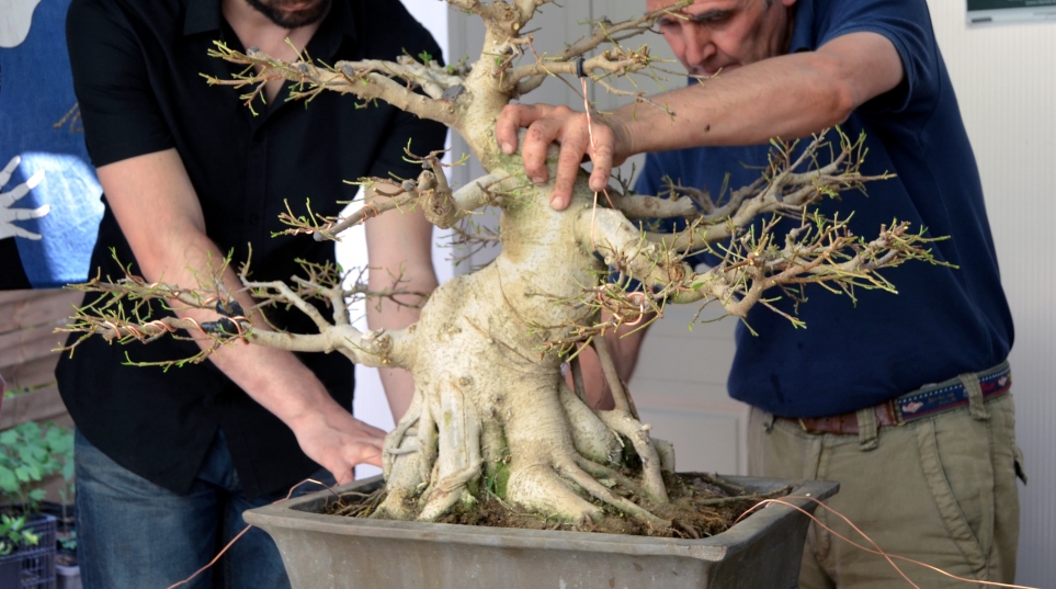 Ficus benjamina poda drastica