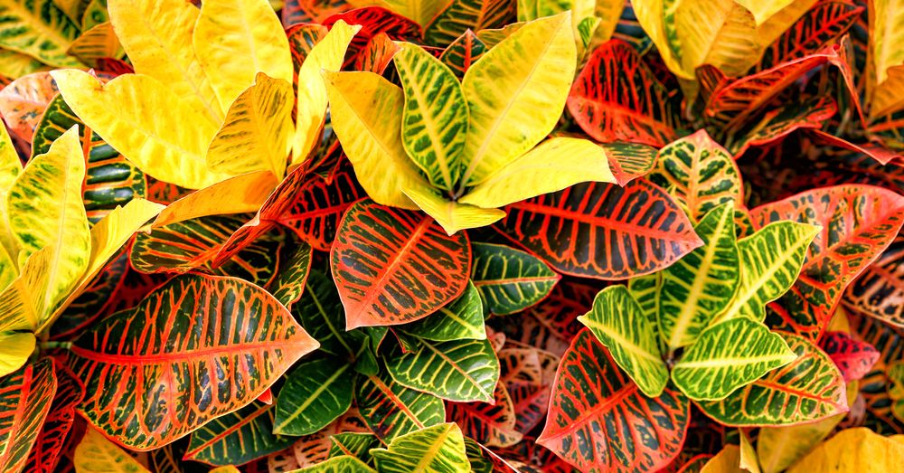 Planta croton quiere mucha agua