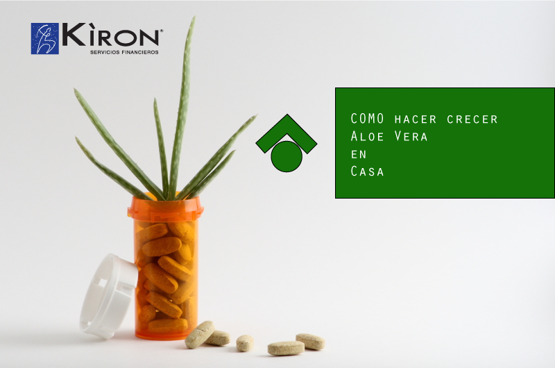 Si corto una hoja de aloe vera vuelve a crecer
