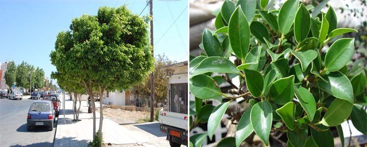 Ficus benjamina raices
